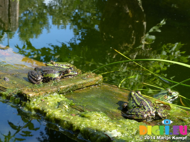 FZ008206 Marsh frogs (Pelophylax ridibundus) on plank